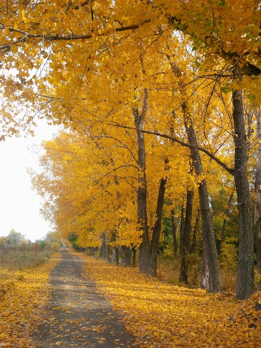 Drzewo natura las ścieżka