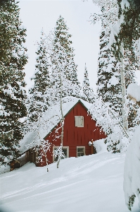 Tree forest snow winter Photo