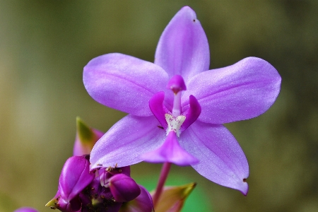 Blossom plant flower petal Photo