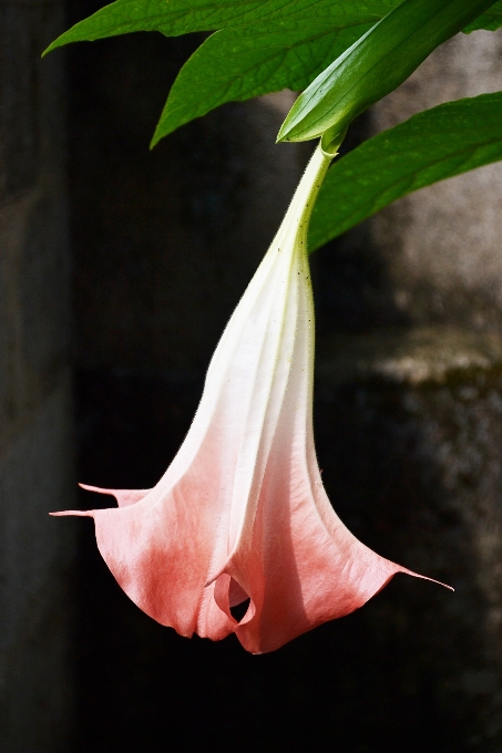 Blossom plant leaf flower