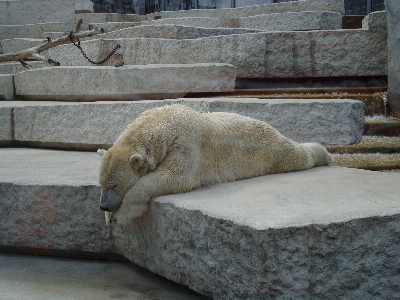 White animal bear ice Photo