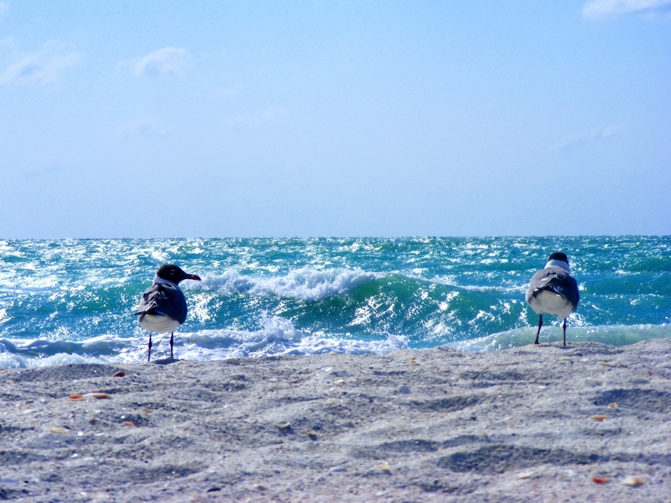 Plaża morze wybrzeże woda