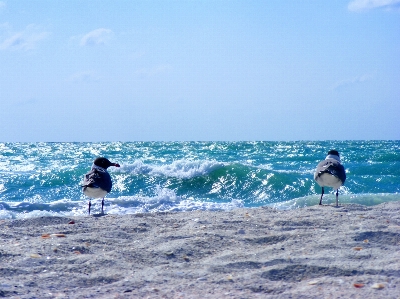 Beach sea coast water Photo