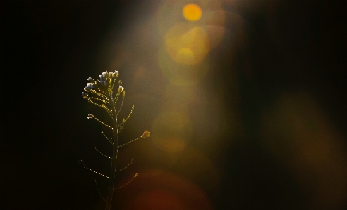 Branch light night sunlight Photo