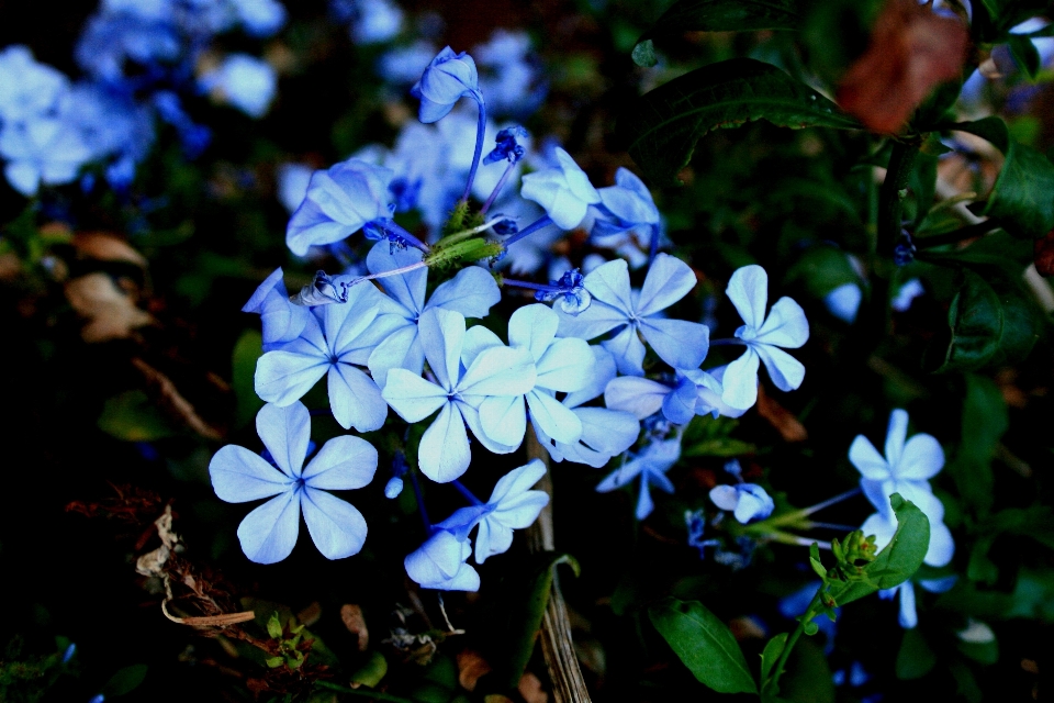 Nature bifurquer fleurir usine