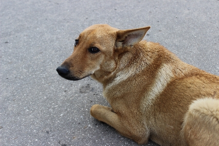 View puppy dog mammal Photo