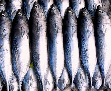 野生動物 食べ物 釣り 漁師
 写真