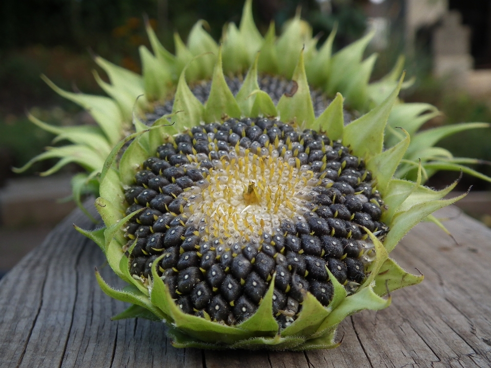 Pianta frutta fiore cibo