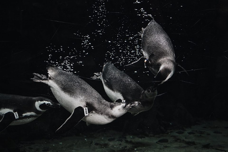 Hitam dan putih
 bawah air berenang kegelapan
