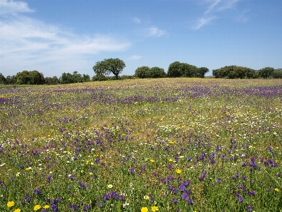 Landscape grass marsh plant Photo