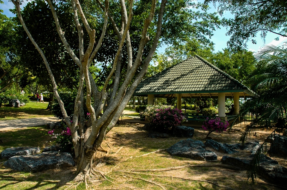 木 花 小屋 池