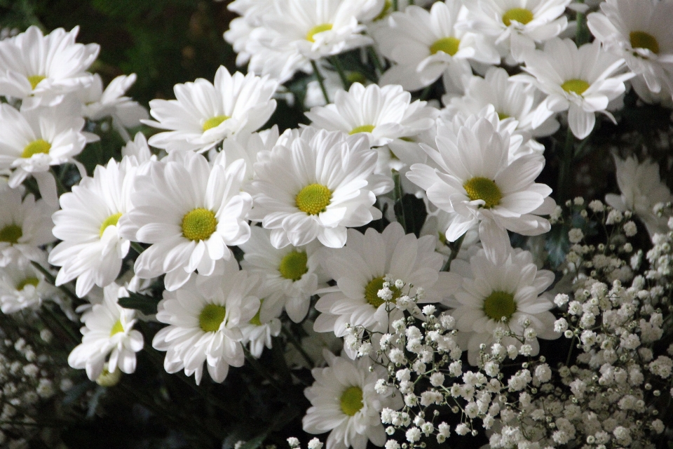 Blossom plant white flower