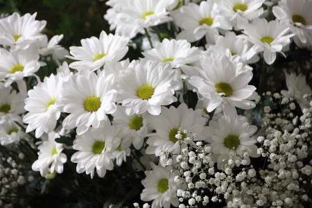 Blossom plant white flower Photo