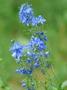 Blossom plant meadow flower Photo