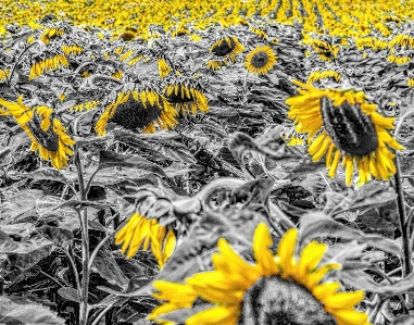 黒と白
 植物 花 孤立した 写真