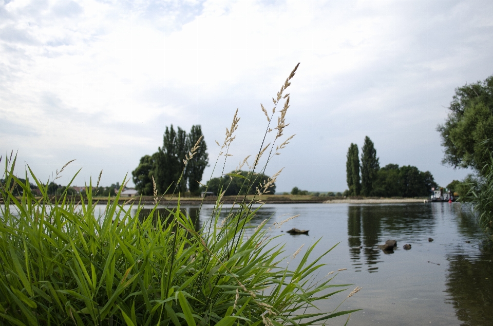 Paisagem árvore água grama