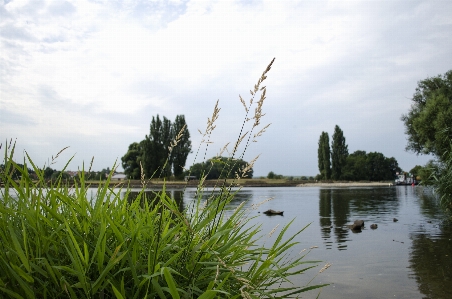 Landscape tree water grass Photo