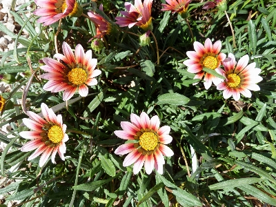 Outdoor blossom plant bunch Photo