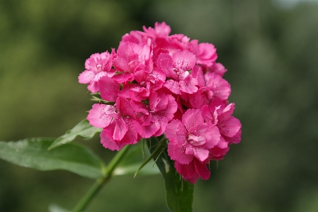 Blossom plant flower petal Photo