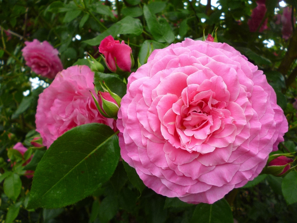 Nature plant flower petal