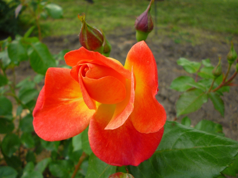 Naturaleza planta flor pétalo