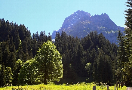 Landscape tree nature forest Photo