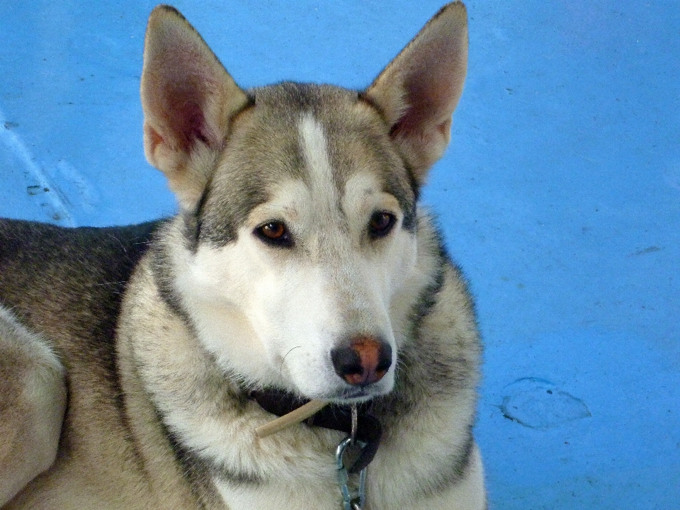 Cane animale canino
 domestico