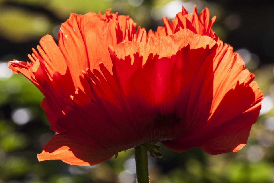 Natur blüte anlage blume