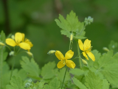 Blossom plant meadow flower Photo