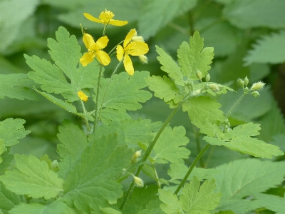 Blossom plant flower bloom Photo