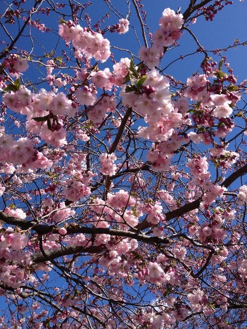 Baum zweig blüte anlage