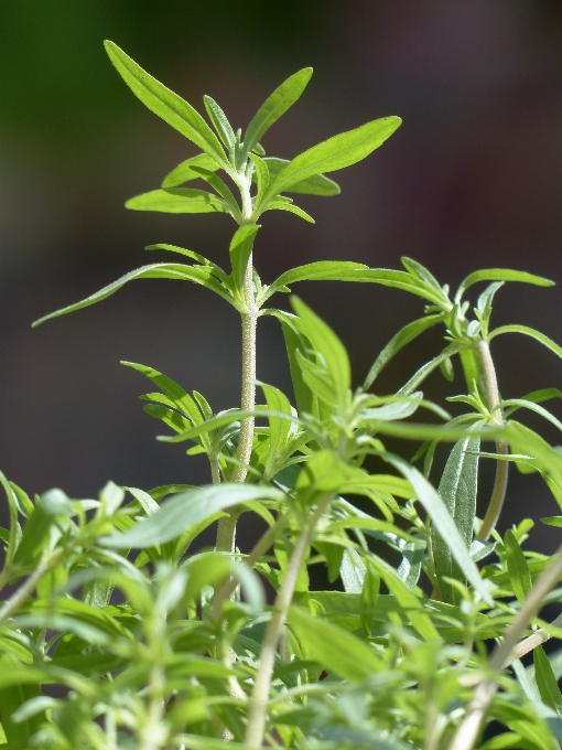 Erba pianta foglia fiore