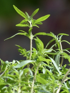 Foto Rumput tanaman daun bunga