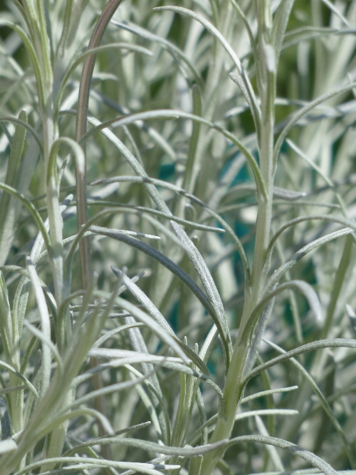 Herbe usine fleur nourriture