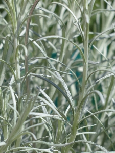 草 植物 花 食べ物 写真