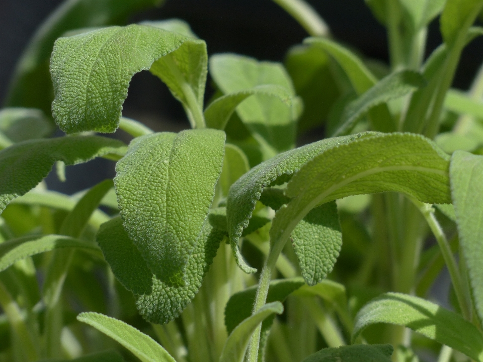 Plant leaf flower food