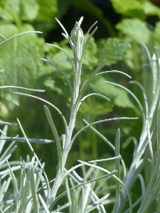 草 植物 葉 花 写真