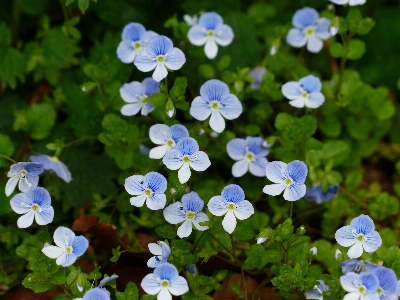 Blossom plant white flower Photo