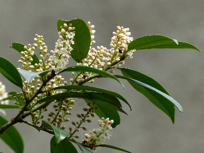 Tree branch blossom plant Photo