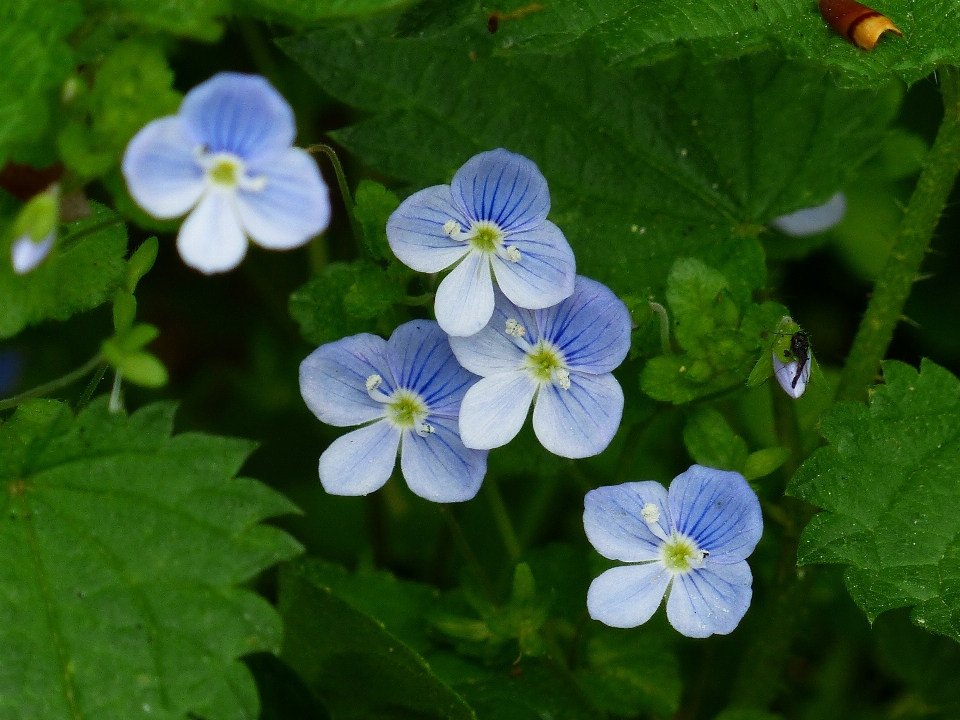 Florecer planta blanco flor