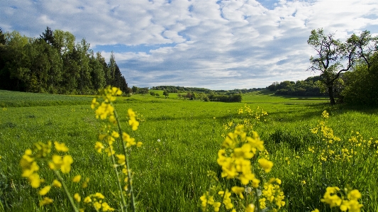 Landscape nature grass blossom Photo