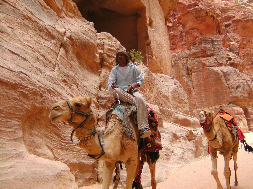 Landscape camel canyon jordan