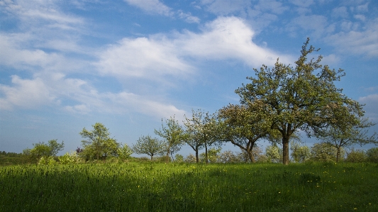 Landscape tree nature forest Photo