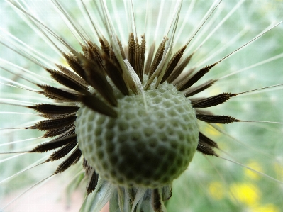 自然 植物 天空 白色的 照片