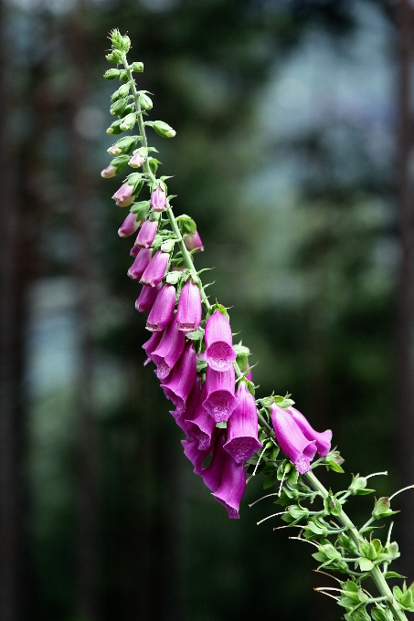 Nature blossom plant leaf