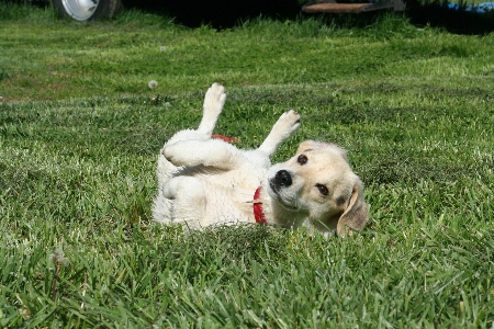 Grass lawn sweet puppy Photo