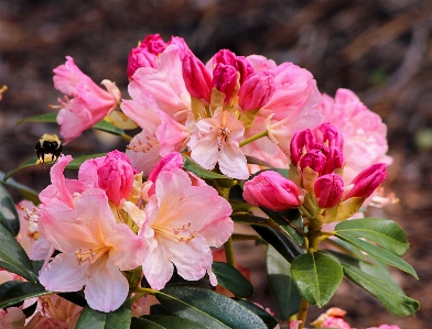 Blossom plant flower petal Photo