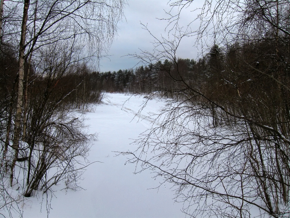 Landschaft baum natur wald