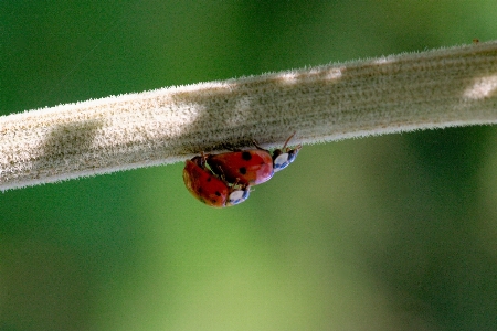 Foto Alam fotografi daun satwa