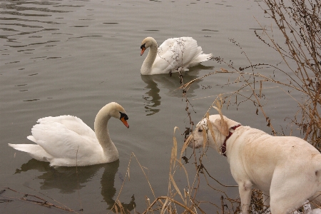 Wasser vogel hund fluss Foto